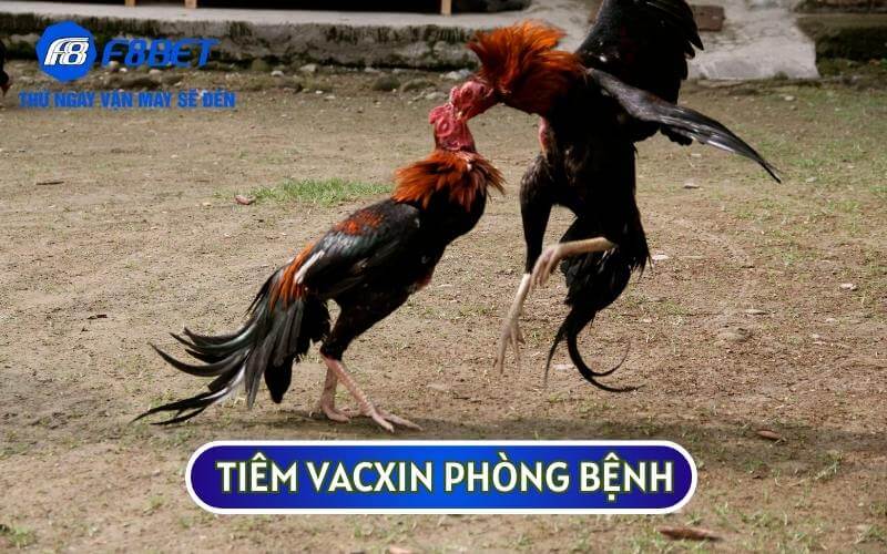 Sư kê cần tiêm vacxin phòng bênh đầy đủ cho chiến kê của mình